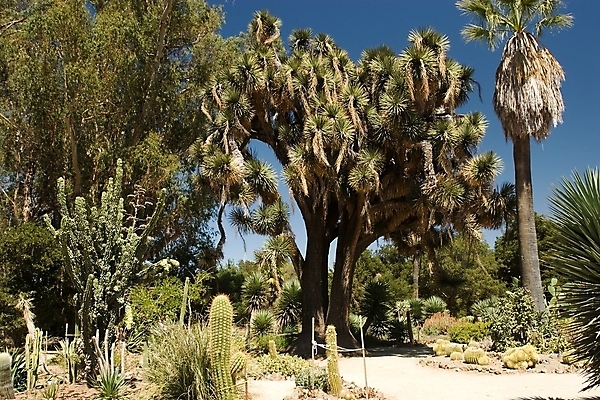 포토 JPG 해외이미지 식물 공원 자연 선인장 건조 풍경 사람없음 야외 초록색 여름 정원 미국 산책 가시 대학교 캘리포니아 애리조나 서쪽 이국적 해외202004 해외포토 계절 공공시설 컬러 북아메리카 학교 휴식 방향 생태계 파일형식 이미지허브