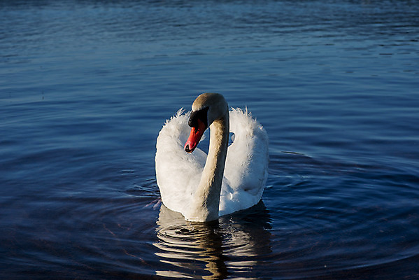 포토 JPG 해외이미지 동물 구름 커플 유럽 아시아 호수 야생동물 여행 자연 조류 하늘 아침 휴가 산 파노라마 사랑 동양인 풍경 사람없음 야외 물 여름 파란색 반사 평화 마을 환경 골짜기 일본 맑음 침묵 새벽 흰색 시골 도쿄 심볼 화산 백조 장면 5 동쪽 후지산 천연기념물 단아함 랜드마크 해외202004 해외포토 주간 자연요소 계절 감정 나라 컬러 컨셉 관계 날씨 촬영기법 인종 숫자 소리 세계문화유산 방향 생태계 파일형식 이미지허브