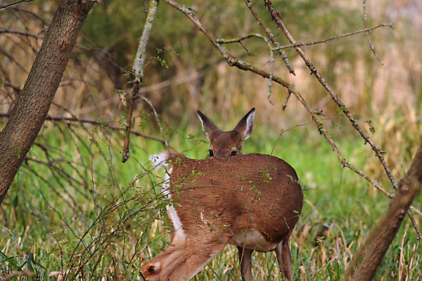 포토 JPG 해외이미지 나무 동물 계절 공원 야생동물 밭 포유류 자연 휴식 뿔 사람없음 야외 갈색 머리 쌓기 달러 흰색 나뭇가지 시골 숲 방목 바퀴자국 싱글 꼬리 사냥 귀 내추럴 동물상 아기사슴 암사슴 해외202004 해외포토 식물 공공시설 새끼 컬러 컨셉 돈 농업 자국 모션 사슴 신체부위 조형물 축산업 암컷 생태계 파일형식 이미지허브