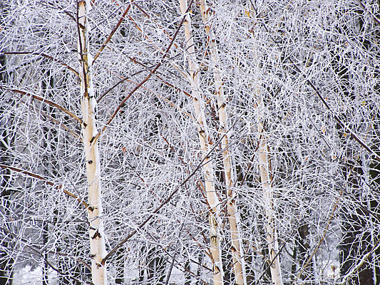 포토 JPG 해외이미지 나무 백그라운드 크리스마스 겨울 사람없음 얼음 화환 침묵 폭포 추위 흰색 축하 숲 편지 서리 신성 해외202004 해외포토 자연요소 식물 계절 기념일 꽃 컬러 컨셉 자연 소리 파일형식 이미지허브
