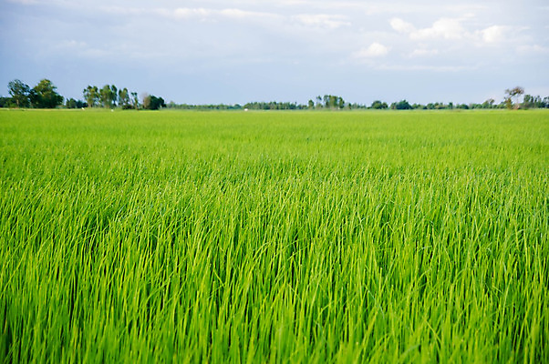 포토 JPG 해외이미지 식물 구름 계절 아시아 음식 줄기 백그라운드 잎 농업 자연 하늘 밥 건조 건강 씨앗 동양인 사람없음 초록색 여름 파란색 농작물 농장 농경지 갈색 노란색 중국 수확 성장 시골 신선 황금 닫기 낟알 시리얼 묘사 유기농 날것 내추럴 논밭 밭일 숙성 해외202004 해외포토 자연요소 웰빙 나라 산업 컬러 밭 모션 논 인종 생태계 파일형식 이미지허브
