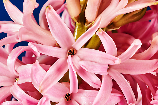 포토 JPG 해외이미지 식물 꽃잎 꽃 꽃다발 잎 자연 사람없음 장식 정원 종 묘사 폴란드 영원 히아신스 해외202004 해외포토 유럽 생태계 파일형식 이미지허브