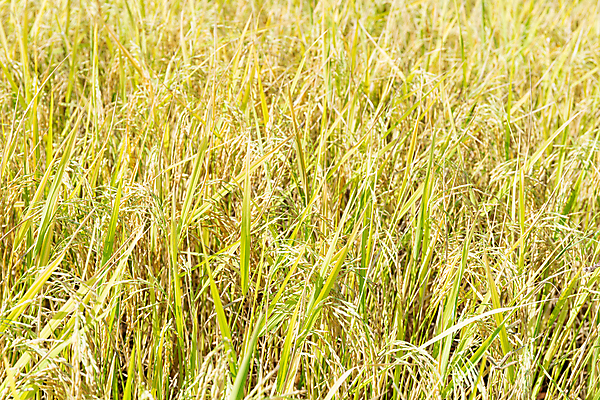 포토 JPG 해외이미지 식물 아시아 음식 줄기 잎 농업 태국 자연 밥 씨앗 사람없음 야외 농작물 농장 농경지 노란색 정원 수확 나뭇가지 시골 낟알 시리얼 유기농 스파이크 내추럴 논밭 밭일 숙성 호밀 해외202004 해외포토 나무 웰빙 나라 산업 컬러 밭 곡류 논 생태계 파일형식 이미지허브