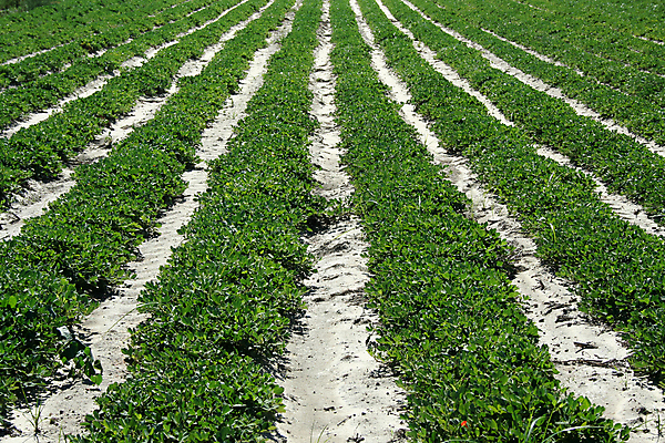 포토 JPG 해외이미지 식물 음식 백그라운드 잎 패턴 밭 농업 다이어트 과일 자연 하늘 건강 사람없음 초록색 농작물 농장 수확 성장 가을 시골 신선 유기농 건강식 밭일 숙성 해외202004 해외포토 웰빙 계절 산업 컬러 무늬 생태계 파일형식 이미지허브