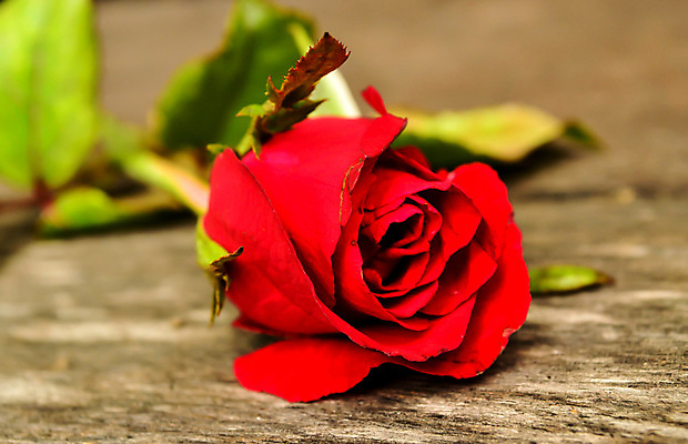 포토 JPG 해외이미지 식물 디자인 기념일 꽃잎 꽃 꽃다발 백그라운드 꽃무늬 결혼식 휴가 발렌타인데이 선물 사랑 사람없음 목재 장식 빨간색 장미 우주 정원 봄 벚꽃 시골 인사 신선 신용카드 다발 심볼 엽서 약혼 내추럴 2월 낭만주의 해외202004 해외포토 나무 계절 감정 컬러 결혼 무늬 재료 데이이벤트 이벤트 금융 예절 날짜 편지 약속 파일형식 이미지허브