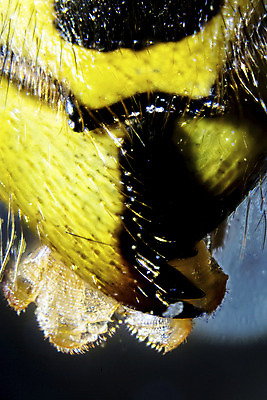 포토 JPG 해외이미지 모양 동물 건축물 얼굴 곤충 안테나 현미경 종류 사람없음 노란색 머리 검은색 확대 말벌 작음 피부 묘사 유기농 생물학 해외202004 해외포토 웰빙 교육 건축 컬러 통신 실험기구 신체부위 벌_곤충 크기 파일형식 이미지허브