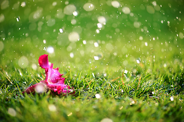 포토 JPG 해외이미지 식물 1 계절 꽃잎 꽃 분홍색 백그라운드 잎 꽃무늬 자연 아침 사랑 사람 사람없음 야외 빨간색 초록색 물 여름 노란색 정원 보라색 봄 젖음 벚꽃 흰색 물방울 신선 떨어짐 이슬 카네이션 내추럴 혼자 해외202004 해외포토 주간 자연요소 감정 컬러 컨셉 무늬 생태계 파일형식 이미지허브