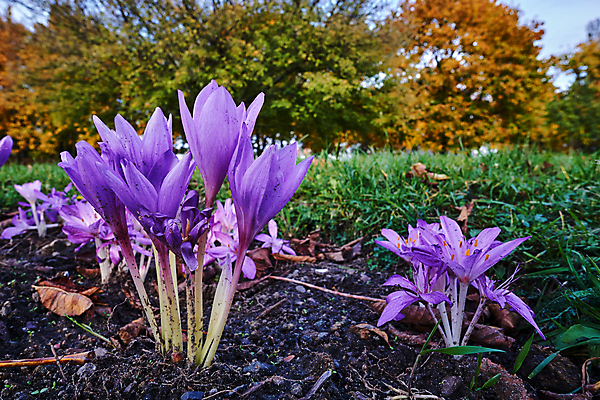 포토 JPG 해외이미지 나무 식물 공원 꽃 유럽 잎 사람없음 흙 가을 개화 제비꽃 폴란드 해외202004 해외포토 계절 공공시설 나라 파일형식 이미지허브