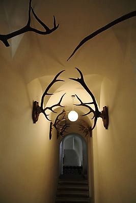 포토 JPG 해외이미지 동물 외관 계절 남자 야생동물 벽 스포츠 여행 신체 포유류 모션 자연 지팡이 사슴 뼈 맥주 뿔 매달리기 건강 외벽 사람없음 야외 건물 목재 장식 반려동물 갈색 머리 힘 봄 흰색 죽음 숲 큼 수집 트로피 사냥 마법 추적 고립 해골모형 해외202004 해외포토 나무 건축물 컬러 재료 주류 사람 신체부위 모형 크기 상_우승 생태계 파일형식 이미지허브