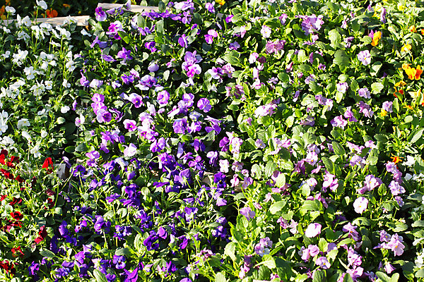 포토 JPG 해외이미지 식물 꽃잎 꽃 백그라운드 잎 꽃무늬 오렌지 자연 사람없음 야외 장식 빨간색 초록색 파란색 노란색 정원 보라색 봄 성장 흰색 개화 제비꽃 원예 강렬 비올라 해외202004 해외포토 계절 컬러 무늬 과일 취미 생태계 파일형식 찰현악기 이미지허브