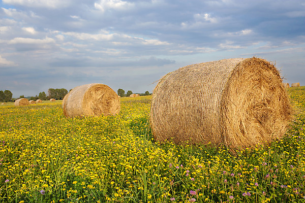 포토 JPG 해외이미지 구름 밭 농업 자연 하늘 풍경 사람없음 야외 여름 농작물 농장 수확 볏짚 뭉치 해외202004 해외포토 자연요소 계절 산업 짚 생태계 파일형식 이미지허브
