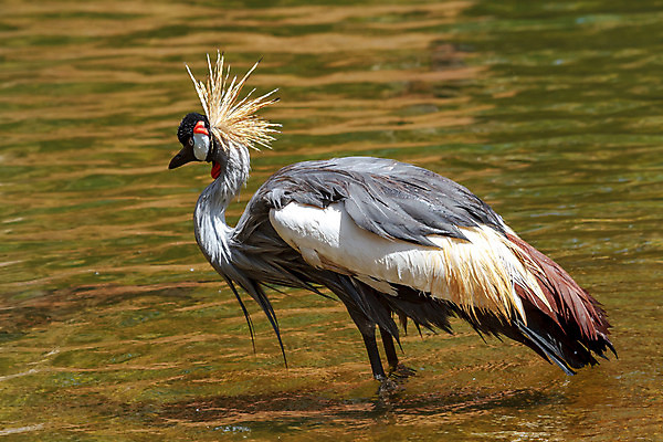 포토 JPG 해외이미지 동물 척추동물 한마리 야생동물 날개 자연 조류 왕관 사람없음 빨간색 세로 컬러풀 머리 검은색 회색 황무지 깃털 묘사 기중기 부리 갈기 목 철새 계산서 내추럴 동물상 해외202004 해외포토 1 컬러 신체부위 조형물 중장비 생태계 파일형식 이미지허브