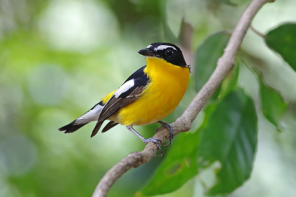 포토 JPG 해외이미지 나무 동물 여자 남자 아시아 얼굴 야생동물 백그라운드 날개 자연 조류 사람없음 야외 목재 가로 초록색 컬러풀 노란색 머리 환경 나뭇가지 막대기 닫기 숲 깃털 꼬리 부리 서식지 생태학 이국적 해외202004 해외포토 식물 교육 나라 컬러 재료 모션 사람 신체부위 생태계 파일형식 이미지허브