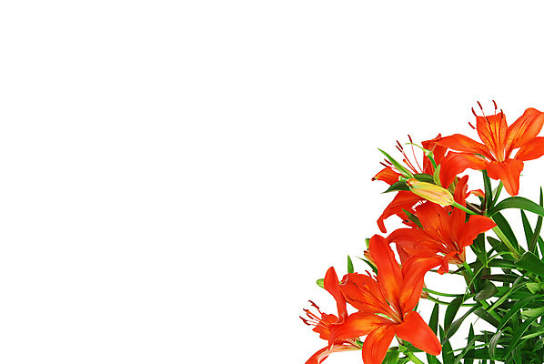 포토 JPG 해외이미지 식물 꽃잎 꽃 잎 자연 부활절 프레임 따뜻함 사람없음 빨간색 초록색 정원 봄 활발 벚꽃 흰색 신선 개화 백합 다발 아래 원예 데이지 냄새 부드러움 내추럴 고립 해외202004 해외포토 계절 기념일 컬러 컨셉 취미 감각 방향 생태계 위치 파일형식 이미지허브