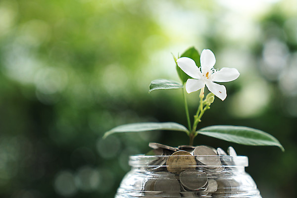 포토 JPG 해외이미지 식물 백그라운드 컨셉 잎 돈 비즈니스 성공 사람없음 초록색 금융 동전 저축 성장 절약 재산 투자 관심 해외202004 해외포토 컬러 경제 파일형식 이미지허브