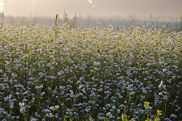 포토 JPG 해외이미지 식물 계절 꽃 문화 음식 백그라운드 꽃무늬 밭 농업 다이어트 자연 아침 옥수수 풍경 사람없음 야외 초록색 여름 햇빛 농장 노란색 안개 성장 벚꽃 가을 흰색 낟알 메밀 내추럴 뿌연 세련 해외202004 해외포토 주간 산업 컬러 무늬 식재료 날씨 곡류 건강 태양 생태계 파일형식 이미지허브