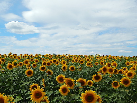 포토 JPG 해외이미지 식물 디자인 꽃 백그라운드 잎 패턴 농업 자연 풍경 사람없음 초록색 여름 태양 노란색 정원 봄 흰색 질감 내추럴 해외202004 해외포토 자연요소 계절 산업 컬러 무늬 생태계 파일형식 이미지허브
