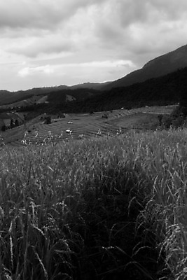 포토 JPG 해외이미지 구름 여행 태국 하늘 밥 산 풍경 사람없음 관광지 고요 내추럴 해외202004 해외포토 자연요소 아시아 음식 파일형식 이미지허브