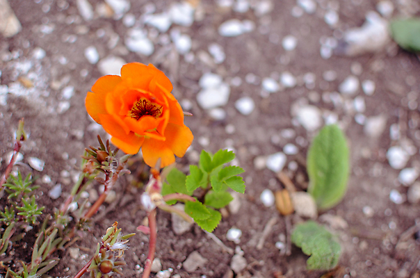 포토 JPG 해외이미지 식물 꽃잎 꽃 분홍색 백그라운드 잎 꽃무늬 밭 오렌지 자연 벽지 아침 사랑 사람없음 야외 장식 빨간색 초록색 여름 컬러풀 노란색 정원 봄 벚꽃 흰색 축하 신선 개화 원예 질감 내추럴 해외202004 해외포토 주간 계절 감정 컬러 컨셉 무늬 농업 과일 취미 생태계 파일형식 이미지허브