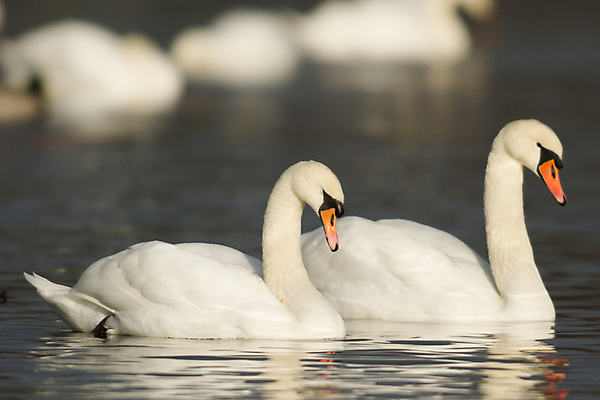 포토 JPG 해외이미지 주간 호수 두마리 사람없음 야외 백조 해외202004 해외포토 자연요소 2 조류 파일형식 이미지허브
