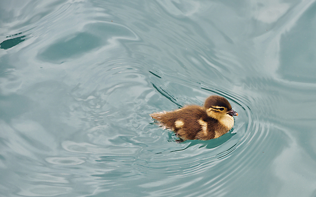 포토 JPG 해외이미지 동물 1 공원 호수 물결 야생동물 자연 조류 부활절 오리 병아리 사람없음 야외 물 파란색 강 노란색 수영 봄 젖음 아기 신생아 개울 작음 깃털 싱글 부리 솜털 청둥오리 해외202004 해외포토 자연요소 계절 공공시설 기념일 컬러 사람 수상스포츠 크기 생태계 파일형식 이미지허브