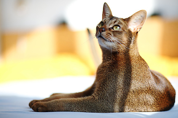 포토 JPG 해외이미지 동물 응시 남자 얼굴 백그라운드 오렌지 장난 자연 수염 털 앉기 사람없음 빨간색 반려동물 갈색 고양이 흰색 표현 작음 호기심 귀 육식동물 주목 집게발 해외202004 해외포토 시선 감정 컬러 컨셉 과일 포유류 모션 사람 신체부위 크기 생태계 파일형식 이미지허브