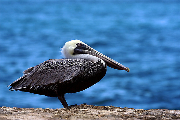 포토 JPG 해외이미지 동물 학생 선 모래 바다 여행 곡선 자연 조류 휴가 휴식 오리 그림자 사람없음 옆모습 파란색 갈색 노란색 검은색 미국 회색 바위 흰색 점 얼룩 티켓 펠리컨 버너 깃털 코 신호 참새 붓꽃 까마귀 해외202004 해외포토 꽃 뷰포인트 컬러 컨셉 북아메리카 신체부위 돌_바위 생태계 파일형식 이미지허브