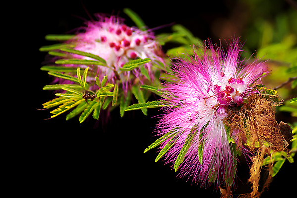 포토 JPG 해외이미지 나무 식물 계절 공원 꽃잎 꽃 분홍색 백그라운드 잎 꽃무늬 자연 벽지 추상 사람없음 빨간색 초록색 컬러풀 정원 봄 벚꽃 개화 닫기 가루 관목 묘사 향기 퍼프 꽃가루 내추럴 해외202004 해외포토 공공시설 컬러 무늬 모션 생태계 냄새 파일형식 이미지허브
