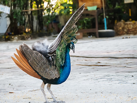 포토 JPG 해외이미지 디자인 여자 남자 유럽 야생동물 조류 왕관 동물원 사람없음 야외 장식 초록색 컬러풀 걷기 활발 도전 춤 우아함 공작 인도인 전시회 심볼 깃털 묘사 질감 꼬리 쇼 보여주기 내추럴 터키석 해외202004 해외포토 외국인 동물 나라 컬러 컨셉 모션 문화예술 사람 동양인 전시 보석 파일형식 이미지허브