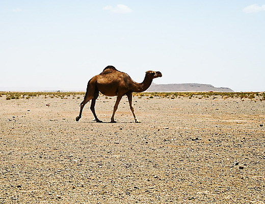 포토 JPG 해외이미지 동물 전통 야생동물 모래 여행 포유류 교통시설 아프리카 자연 하늘 따뜻함 사람없음 야외 여름 모래사장 태양 노란색 맑음 사막 뜨거움 거친 중앙 모래언덕 사파리 낙타 아라비아 동쪽 모로코 혹 사하라 단봉낙타 아랍어 카라반 해외202004 해외포토 자연요소 계절 나라 바다 컬러 교통 날씨 방향 언덕 시설 생태계 캠핑카 파일형식 이미지허브