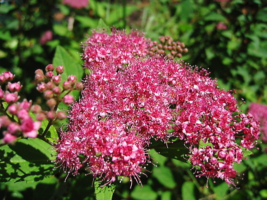 포토 JPG 해외이미지 식물 동물 열매 꽃 분홍색 곤충 과일 자연 사람없음 빨간색 초록색 여름 파란색 노란색 보라색 봄 체리 해외202004 해외포토 계절 컬러 생태계 파일형식 이미지허브