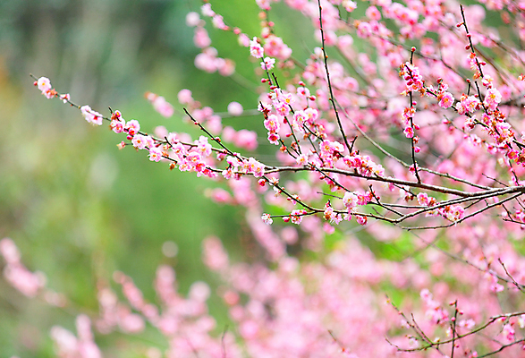 포토 JPG 해외이미지 주간 분홍색 봄꽃 자연 풍경 사람없음 야외 아웃포커스 봄 매화 해외202004 해외포토 자연요소 계절 꽃 컬러 촬영기법 생태계 파일형식 이미지허브