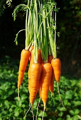 포토 JPG 해외이미지 라이프스타일 음료 음식 백그라운드 잎 농업 다이어트 채소 오렌지 재료 자연 건강 요리 사람없음 초록색 컬러풀 농장 쌓기 상점 당근 샐러드 수확 신선 시장 맛 수프 농부 다발 먹기 유기농 날것 뿌리 내추럴 채식주의자 해외202004 해외포토 식물 직업 웰빙 산업 컬러 컨셉 과일 모션 뿌리채소 생활 생태계 채식 파일형식 이미지허브