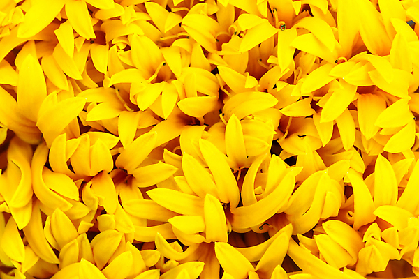 포토 JPG 해외이미지 식물 꽃잎 꽃 백그라운드 꽃무늬 패턴 오렌지 자연 벽지 사람없음 장식 컬러풀 노란색 정원 활발 벚꽃 흰색 신선 오브젝트 질감 내추럴 해외202004 해외포토 컬러 컨셉 무늬 과일 생태계 파일형식 이미지허브