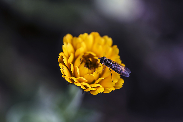 포토 JPG 해외이미지 식물 계절 꽃잎 꽃 실루엣 음식 곤충 잎 날개 오렌지 자연 날씨 사람없음 초록색 햇빛 정원 봄 활발 에너지 시골 작업 개화 맛 원예 꽃가루 고립 영양분 해외202004 해외포토 동물 컬러 컨셉 과일 촬영기법 취미 태양 가루 생태계 파일형식 이미지허브