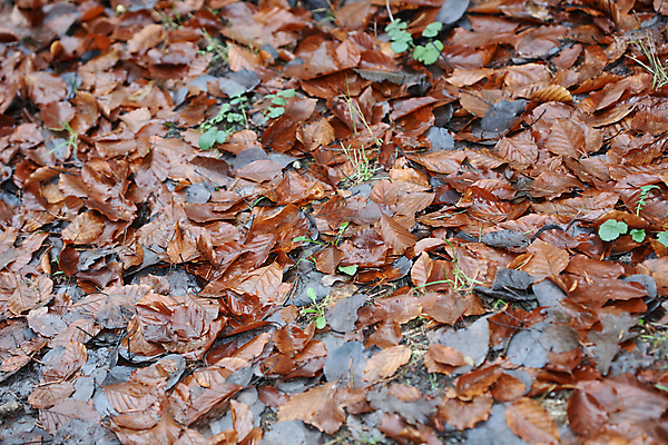 포토 JPG 해외이미지 나무 식물 계절 공원 지구 잎 겨울 밭 농업 오렌지 자연 건조 따뜻함 풍경 사람없음 야외 목재 파란색 농작물 갈색 노란색 정원 얼음 추위 수확 덮개 껍질 가을 나뭇가지 죽음 파편 숲 유기농 질감 순환 먼지 낭비 내추럴 땅바닥 옛날 해외202004 해외포토 자연요소 웰빙 공공시설 산업 컬러 컨셉 과일 재료 모션 바닥 뚜껑 생태계 파일형식 이미지허브