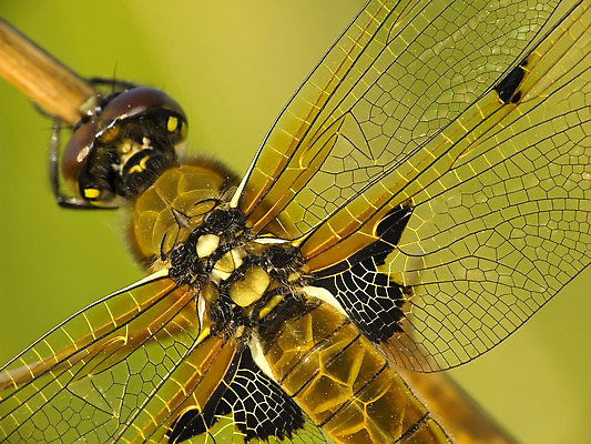 포토 JPG 해외이미지 동물 야생동물 곤충 자연 사람없음 머리 잠자리 육식동물 해외202004 해외포토 신체부위 생태계 파일형식 이미지허브