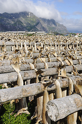 포토 JPG 해외이미지 동물 전통 유럽 문화 음식 바다 낚시 산 건조 매달리기 노르웨이 어류 사람없음 야외 목재 주식 가득함 해산물 묘사 다도해 스칸디나비아 신발장 해외202004 해외포토 나무 나라 재료 모션 레저 금융 수중동물 파일형식 이미지허브