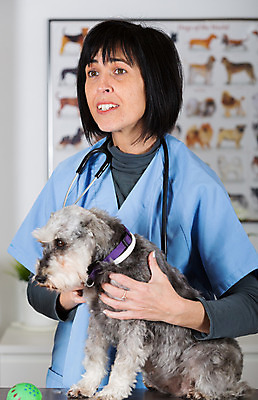 포토 JPG 해외이미지 동물 백인 직업 학생 여자 백그라운드 유니폼 청진기 노동자 실내 병원 한명 사람 성인 반려동물 약 듣기 고통 간호사 의사 잡기 입 개 치아 무서움 문서 사냥개 수의사 송곳니 돌봄 미니 해외202004 해외포토 서양인 1 옷 감정 포유류 의학 의료기기 모션 내부 신체부위 의료진 소화기관 파일형식 이미지허브