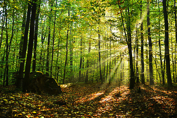 포토 JPG 해외이미지 나무 식물 계절 공원 도로 길 줄기 백그라운드 낙엽 잎 오렌지 자연 아침 풍경 사람없음 야외 목재 빨간색 초록색 여름 빛 햇빛 태양 노란색 환경 맑음 산책 안개 성장 광선 가을 나뭇가지 숲 오솔길 10월 해외202004 해외포토 주간 자연요소 공공시설 컬러 과일 재료 교통시설 날씨 휴식 날짜 생태계 파일형식 이미지허브