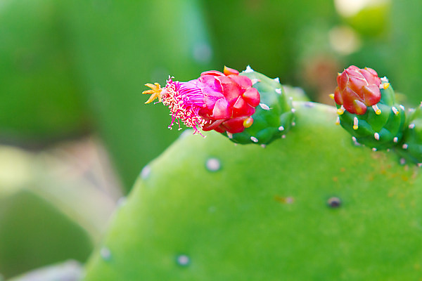 포토 JPG 해외이미지 식물 꽃 분홍색 열대 선인장 건강 사람없음 빨간색 초록색 새싹 정원 사막 벚꽃 가시 보호 하와이 날카로움 스파이크 해외202004 해외포토 컬러 컨셉 미국 파일형식 이미지허브