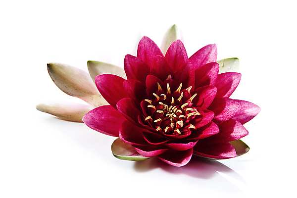 포토 JPG 해외이미지 식물 꽃 분홍색 꽃무늬 패턴 자연 휴식 사람없음 장식 초록색 환경 정원 화장품 성장 벚꽃 연못 신선 개화 향수 고민 원예 내추럴 강렬 고립 해외202004 해외포토 감정 컬러 컨셉 무늬 취미 뷰티 생태계 파일형식 이미지허브