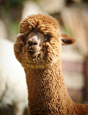 포토 JPG 해외이미지 동물 1 얼굴 밭 농업 포유류 포옹 자연 털 사람없음 초록색 반려동물 농장 갈색 머리 닫기 선탠 묘사 싱글 부드러움 솜털 양모 라마 밭일 알파카 양털 이국적 페루 해외202004 해외포토 산업 컬러 안기 모션 신체부위 직물 감각 남아메리카 생태계 파일형식 이미지허브