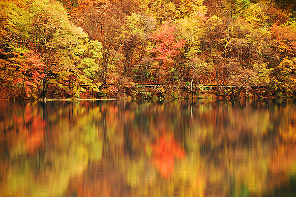 포토 JPG 해외이미지 호수 잎 풍경 사람없음 빨간색 초록색 반사 갈색 중국 침묵 황금 당구 해외202004 해외포토 식물 아시아 컬러 구기 소리 파일형식 이미지허브