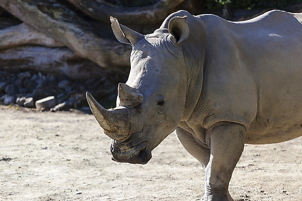 포토 JPG 해외이미지 야생동물 포유류 아프리카 사람없음 야외 회색 큼 코뿔소 해외202004 해외포토 동물 나라 컬러 크기 파일형식 이미지허브