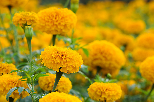 포토 JPG 해외이미지 식물 계절 꽃잎 꽃 문화 결혼 백그라운드 꽃무늬 밭 오렌지 졸업 자연 사람없음 장식 초록색 여름 컬러풀 노란색 머리 정원 봄 활발 벚꽃 개화 황금 닫기 허브 데이지 내추럴 프랑스어 고립 아즈텍 해외202004 해외포토 문자 교육 컬러 컨셉 무늬 농업 과일 모션 이벤트 신체부위 생태계 파일형식 이미지허브