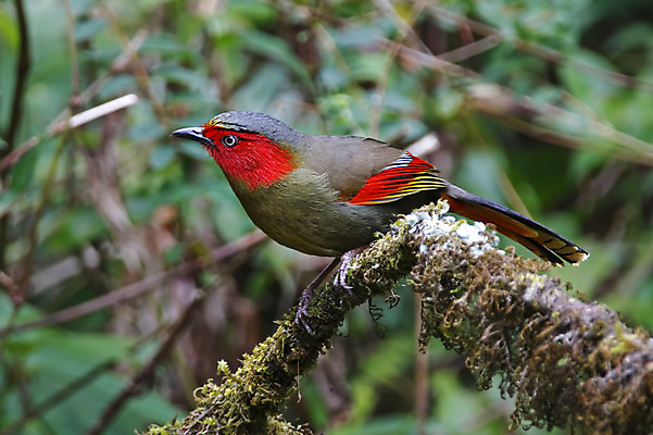 포토 JPG 해외이미지 나무 동물 여자 남자 아시아 얼굴 야생동물 백그라운드 날개 자연 조류 사람없음 야외 목재 가로 빨간색 초록색 컬러풀 머리 환경 나뭇가지 막대기 닫기 숲 깃털 꼬리 부리 서식지 생태학 이국적 해외202004 해외포토 식물 교육 나라 컬러 재료 모션 사람 신체부위 생태계 파일형식 이미지허브