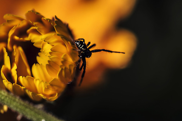 포토 JPG 해외이미지 동물 곤충 잎 신체 오렌지 자연 사람없음 햇빛 검은색 웹 힘 활발 에너지 작업 기다림 8 사냥 해외202004 해외포토 식물 컬러 컨셉 인터넷 과일 모션 태양 숫자 생태계 파일형식 이미지허브