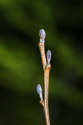 포토 JPG 해외이미지 나무 식물 계절 백그라운드 자연 새로움 사람없음 야외 새싹 정원 희망 봄 성장 나뭇가지 신선 닫기 발사 묘사 속도 시작 내추럴 개발 해외202004 해외포토 감정 컨셉 모션 생태계 파일형식 이미지허브