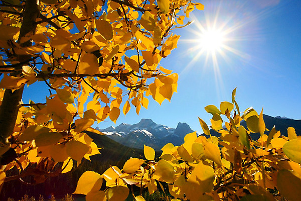 포토 JPG 해외이미지 나무 잎 캐나다 산 사람없음 태양 노란색 환경 가을 나뭇가지 그룹 정상 숲 미루나무 생태학 앨버타 절정 로키산맥 해외202004 해외포토 자연요소 식물 계절 교육 컬러 북아메리카 파일형식 이미지허브